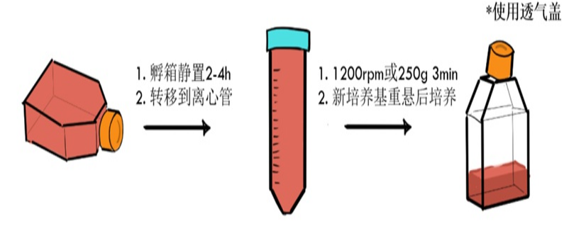 RAW264.7(小鼠單核巨噬細胞白血病細胞)培養建議