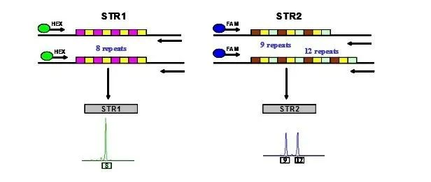 森貝伽生物：STR鑒定，為您的細(xì)胞提供身份證明